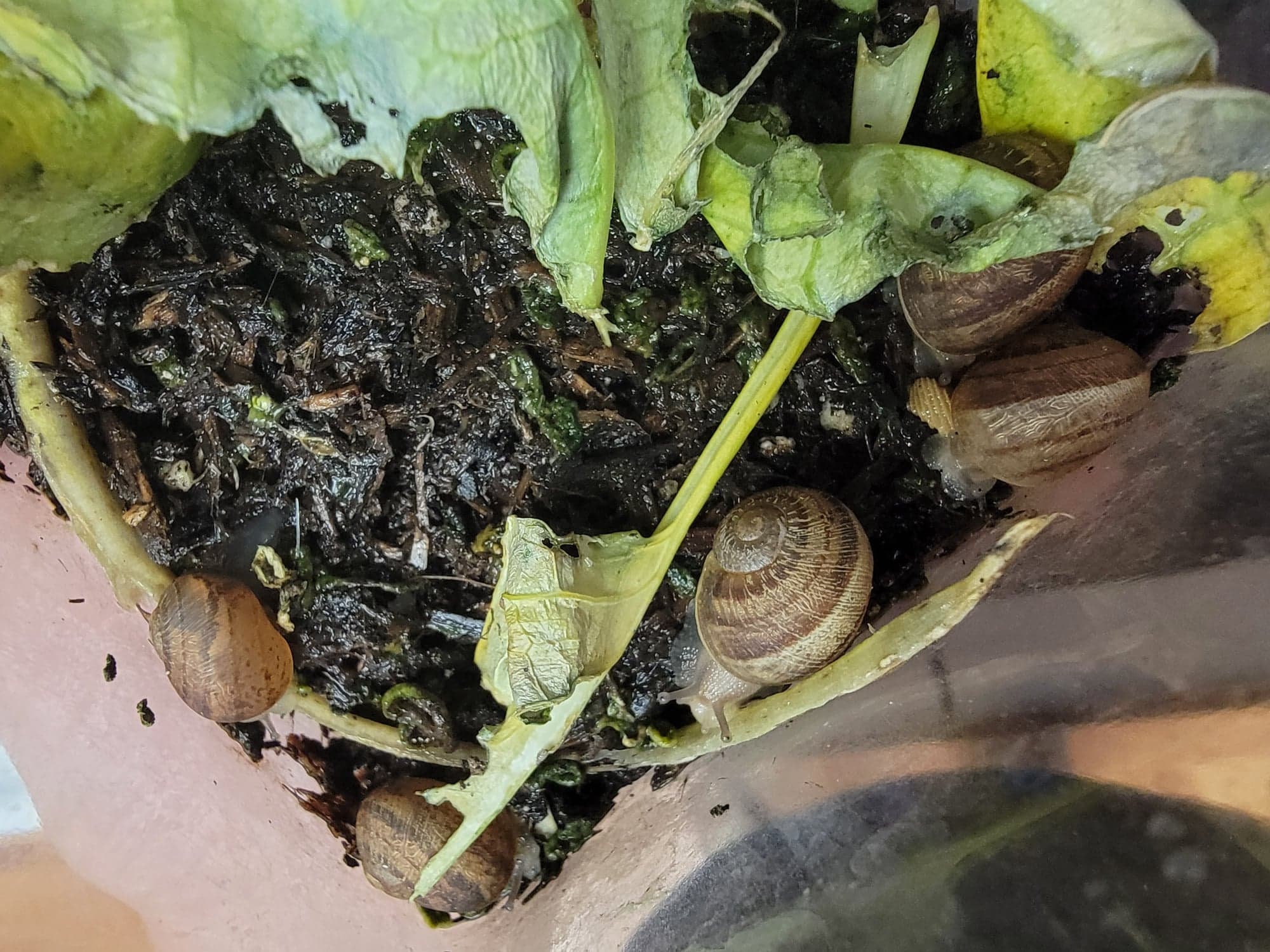 Snail habitat kit Etsy