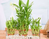 5 LUCKY BAMBOO Plant Stalks 6 Inch, Indoor Water Plants, Feng Shui, GIFT Pretty plant for your indoor