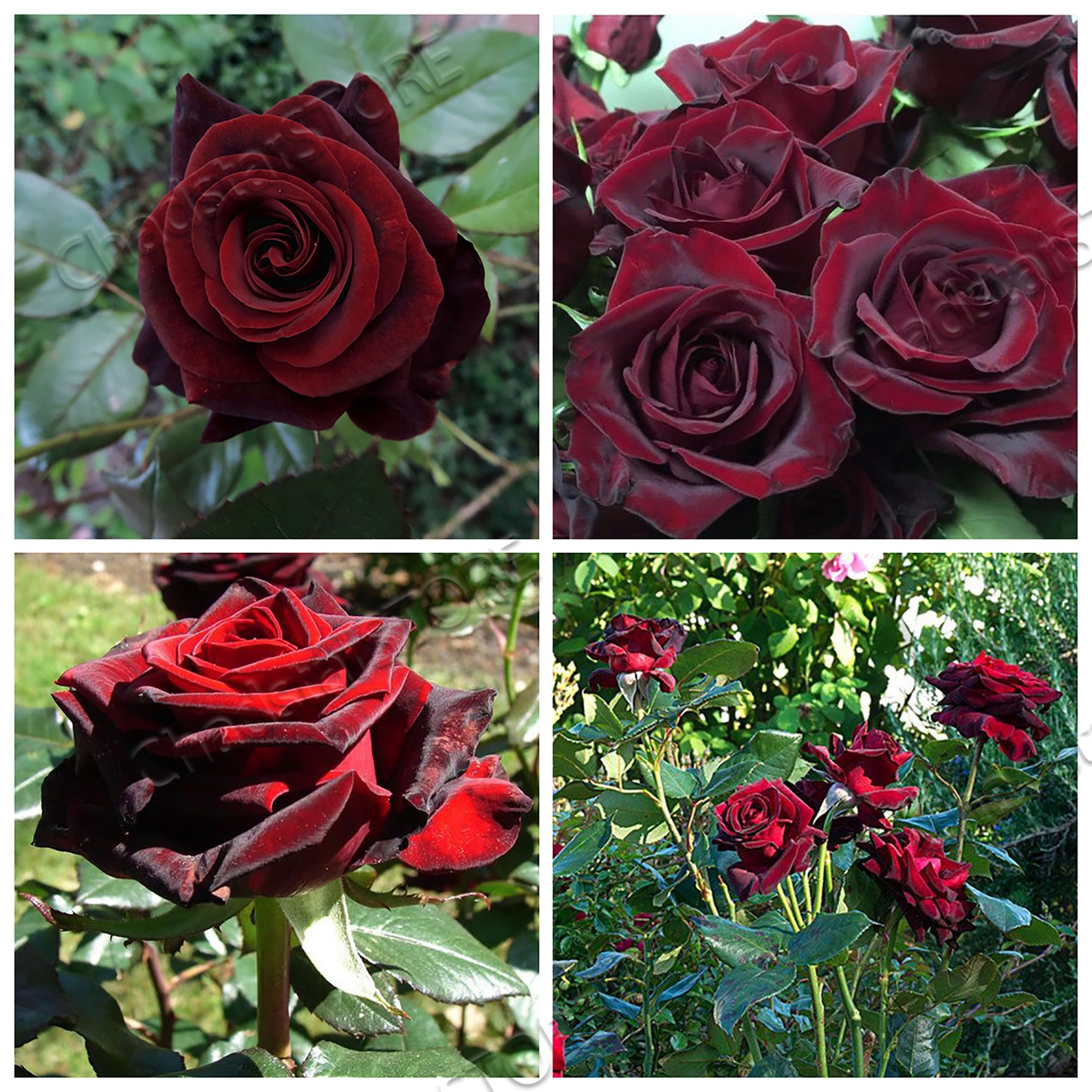 Black Magic Rose Bush Seeds Flowers Seeds Fresh Seeds 10 Etsy
