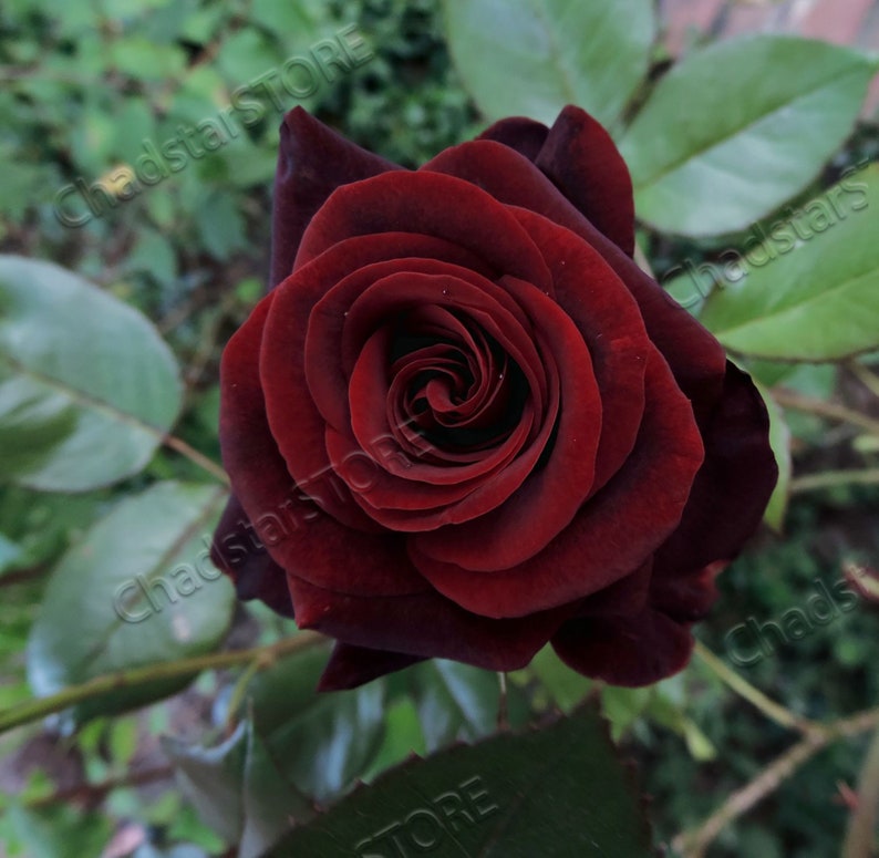 Black Magic Rose Bush Seeds Flowers Seeds Fresh Seeds 10 Etsy