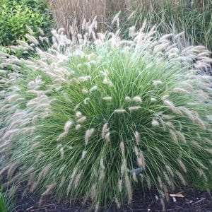 Cassian Dwarf Fountain Grass-Ideal for Borders and Containers 2 Gallon (Pack of 2)
