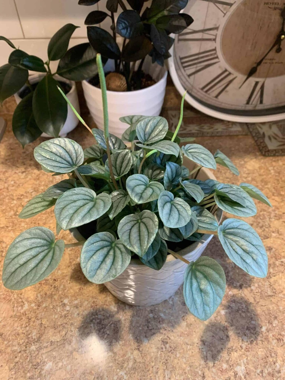 Red Radiator Plant Redcrocus Frost Radiator Plant Peperomia - Easy Care Indoor Foliage ...
