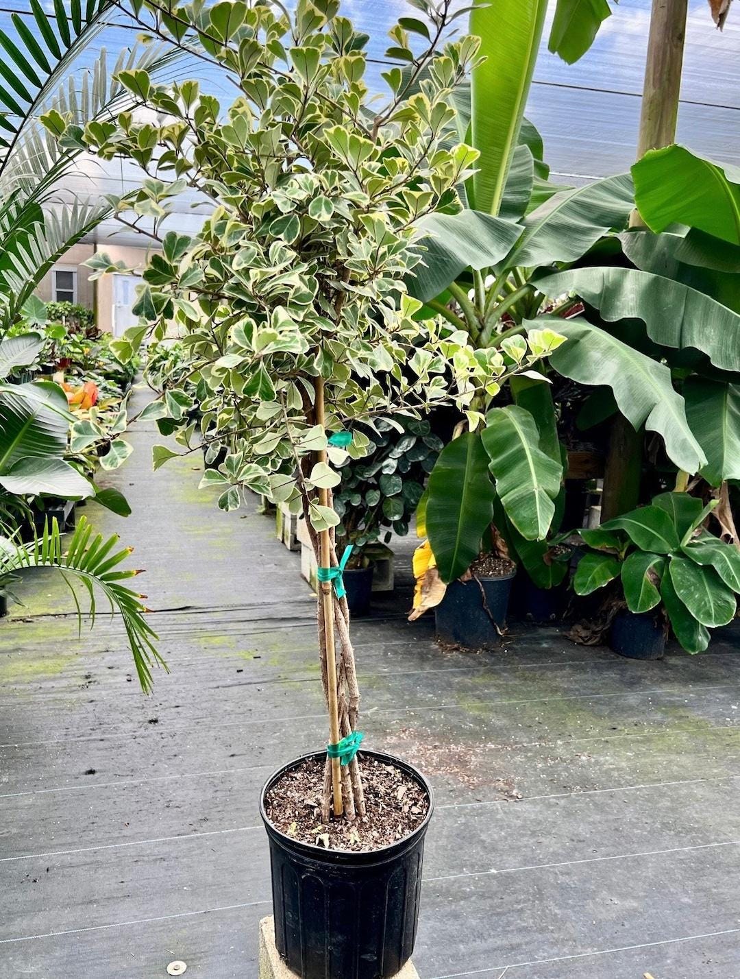 Redcrocus Triangle Fig Ficus Triangularis Indoor Plant - Evergreen ...