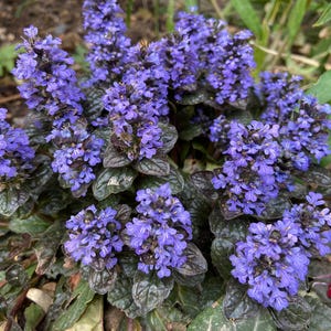 Black Scallop Bugleweed-Evergreen Ground Cover-Attracts Pollinators 1 Gallon (Pack of 2)