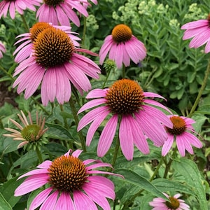 Echinacea purpurea &#39;Magnus&#39;-Purple Coneflower-Attracts Pollinators 2 Gallon (Pack of 2)