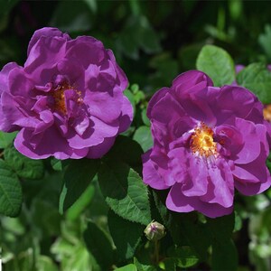 Purple Pavement' Rugosa Rose 3 Gallon
