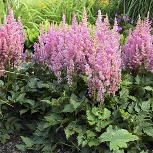 Astilbe chinensis &#39;Visions in Pink&#39;-Elegant perennial for shaded gardens 2 Gallon (Pack of 2)