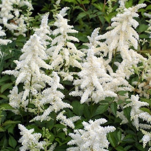 Deutschland False Spirea-Astilbe japonica for Shaded Gardens 1 Gallon (Pack of 2)