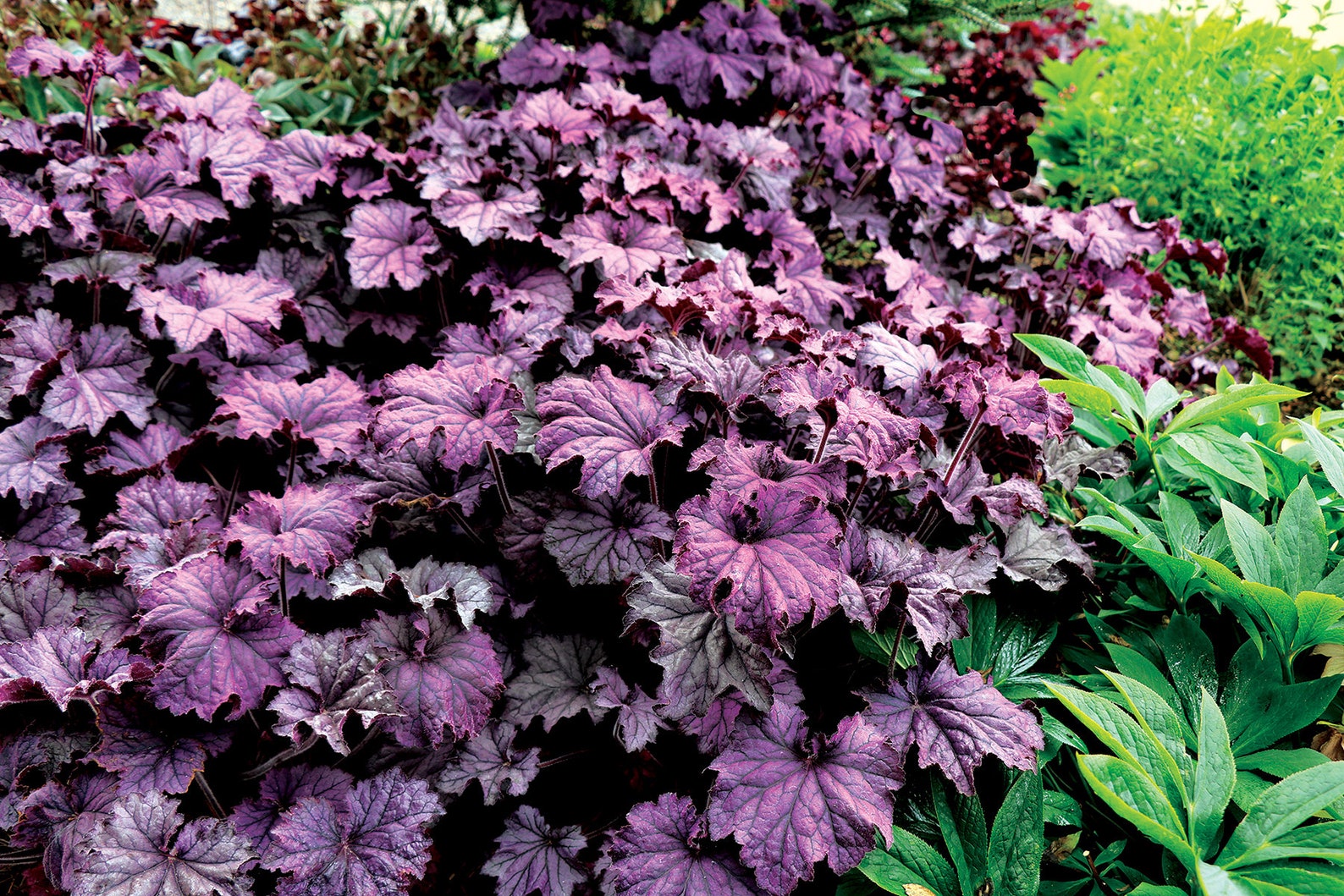 Гейхера Amethyst Myst