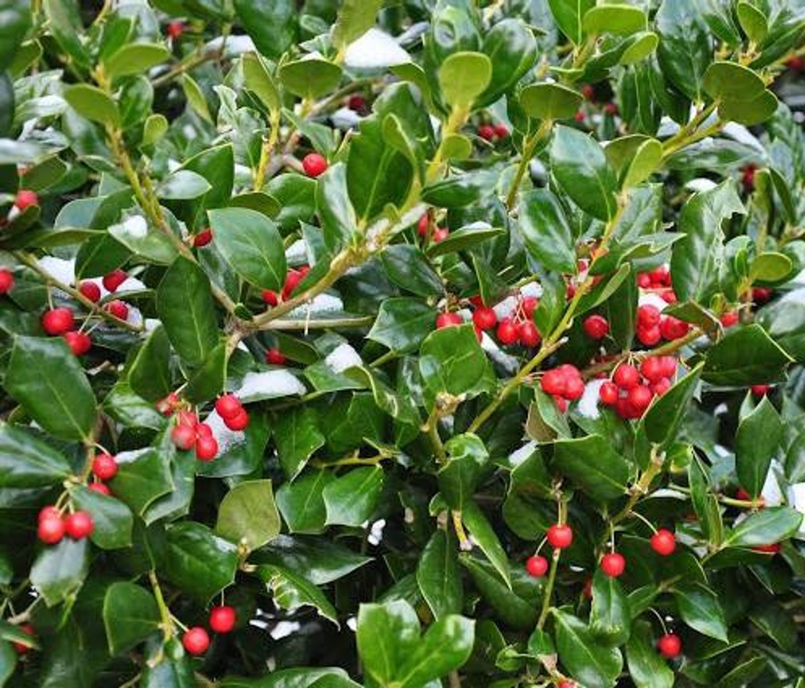 Chinese Holly Ilex Cornuta Seeds Needlepoint Evergreen Horned | Etsy