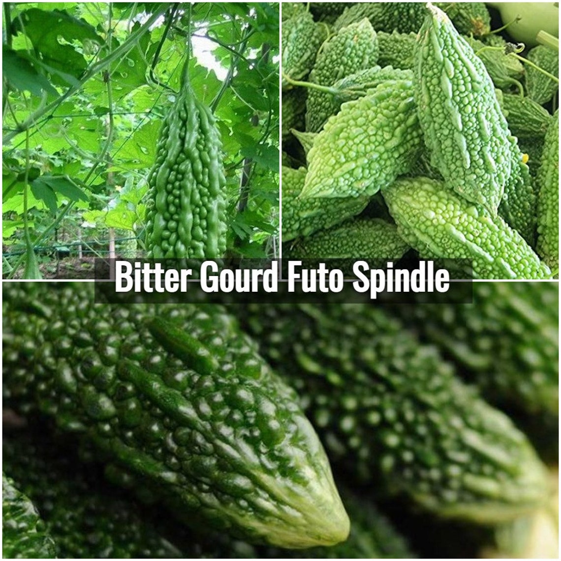 Bitter Gourd Futo Spindle Seeds Japanese Bitter Melon Etsy