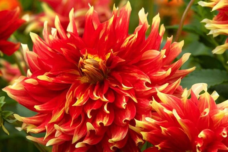 Dahlia Dinnerplate 'Bodacious' Size 1 Tuber Large Etsy