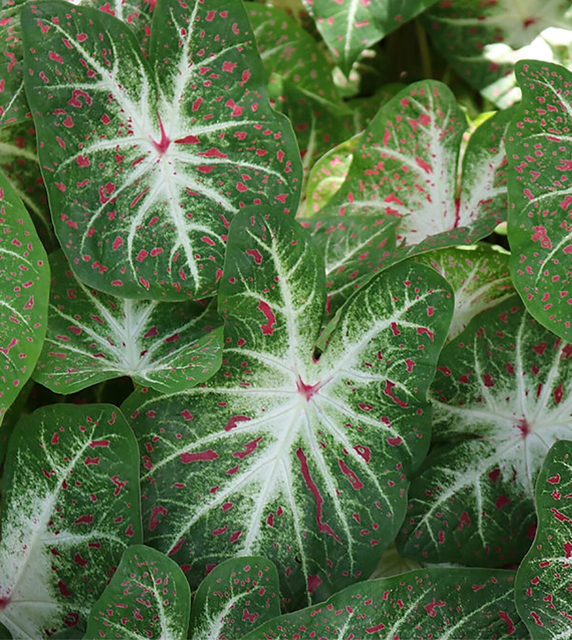 Caladium 'Hearts Desire' Size 2 White Fancy Leaf Etsy