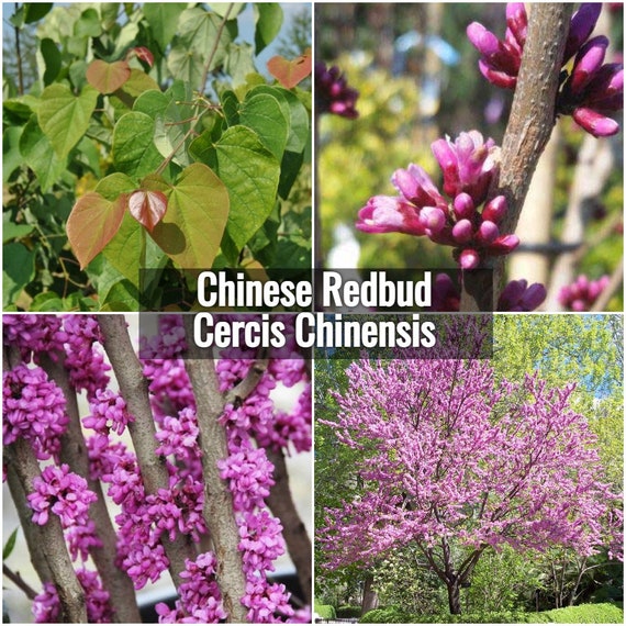 50 Seeds * * Cercis Chinensis Rare Magnificent Chinese Redbud 