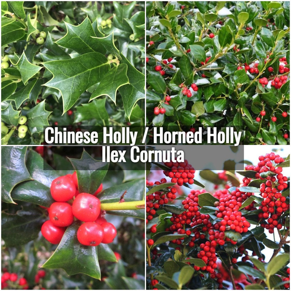 Chinese Holly Ilex Cornuta Seeds Needlepoint Evergreen Horned Etsy