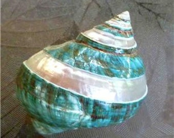 4" Polished Strips! Emerald Green Turbo Seashell PEARL Iridescent! Turban