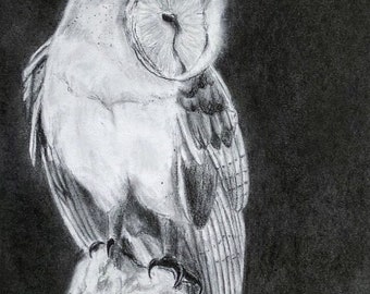 Resting Barn Owl- Original Drawing
