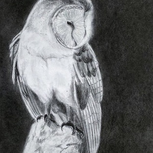 Resting Barn Owl- Original Drawing