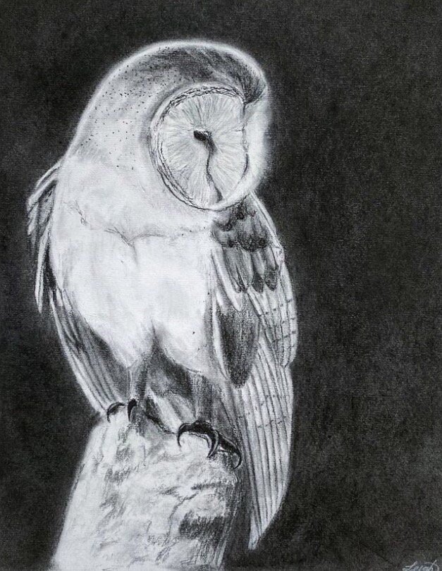 Resting Barn Owl- Original Drawing