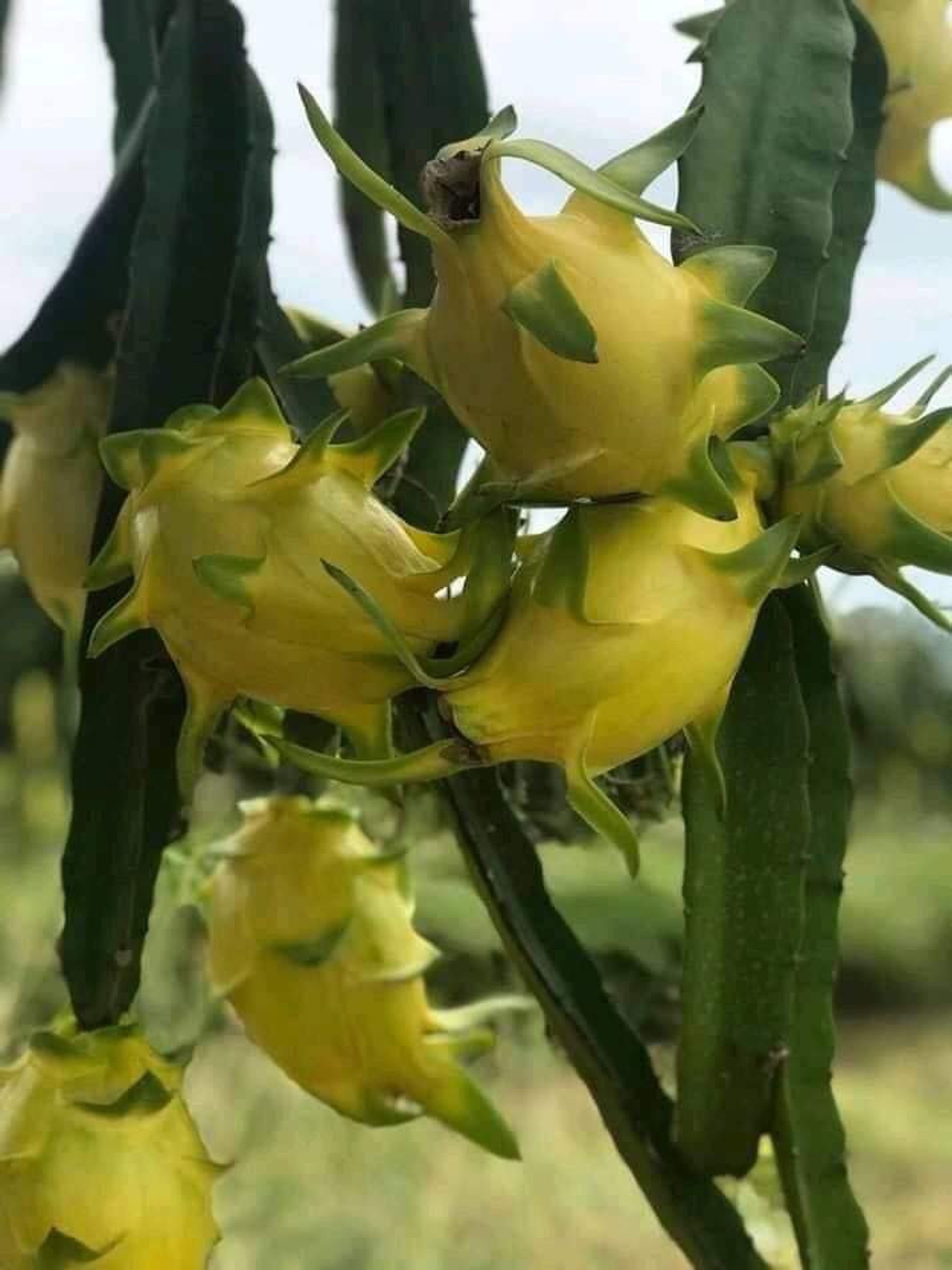 Isis yellow dragon fruit cutting and rooted for sales Etsy