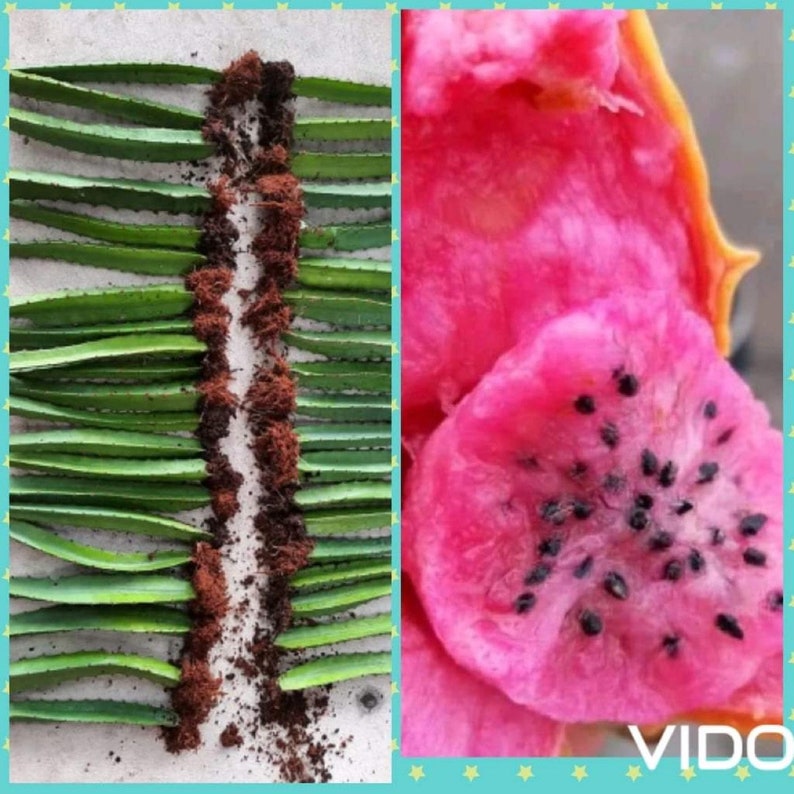 Black Dragon Fruit Cutting 8 Etsy