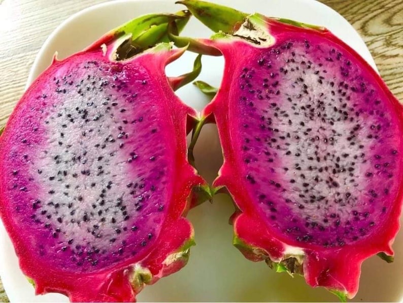 Black Dragon Fruit Cutting 8 Etsy