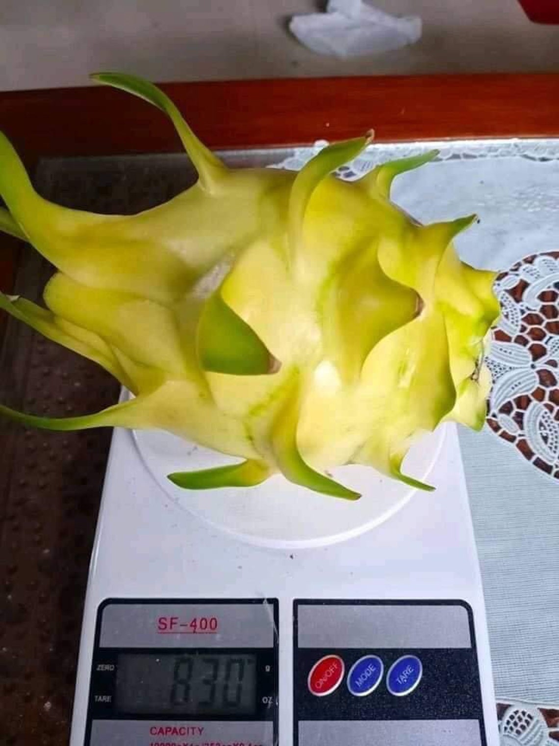 Isis yellow dragon fruit cutting and rooted for sales Etsy