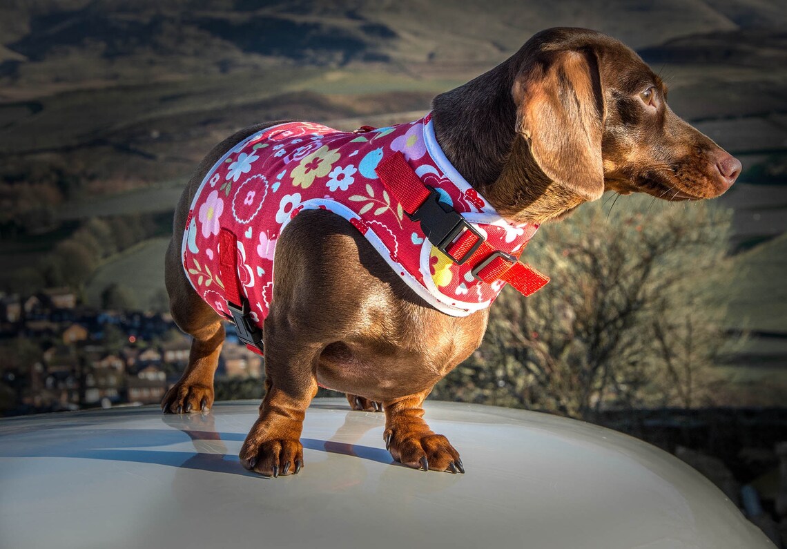 Custom made dachshund harnesses Etsy