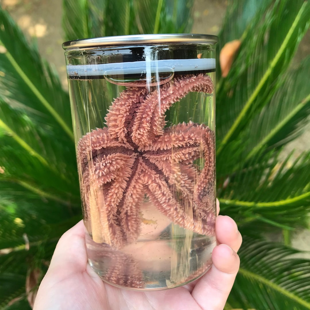 Real Preserved Starfish Wet Specimen in Glass Jar Taxidermy Etsy
