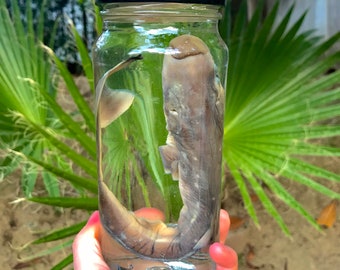 Made to order 40 days process* | Real Preserved Shark Pup wet specimen in glass jar with black lid | taxidermy natural history