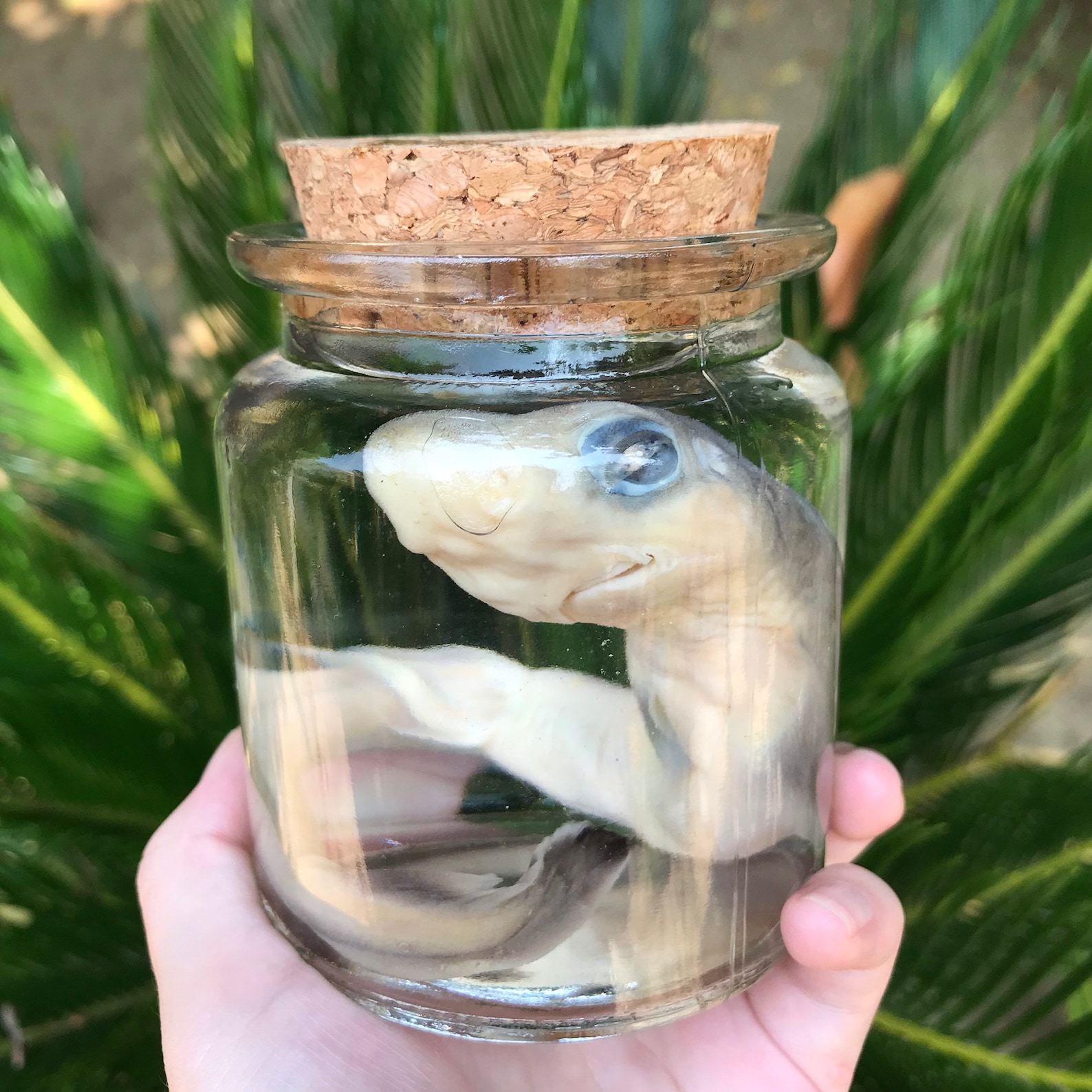 Real Preserved Shark Pup wet specimen in glass cork jar Etsy
