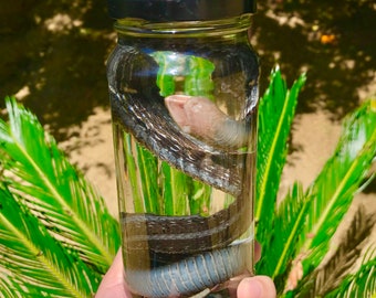 Made to order 30 days| Real Preserved Garter Snake Wet Specimen in Glass Jar with Black Lid taxidermy | natural history reptile lizard black