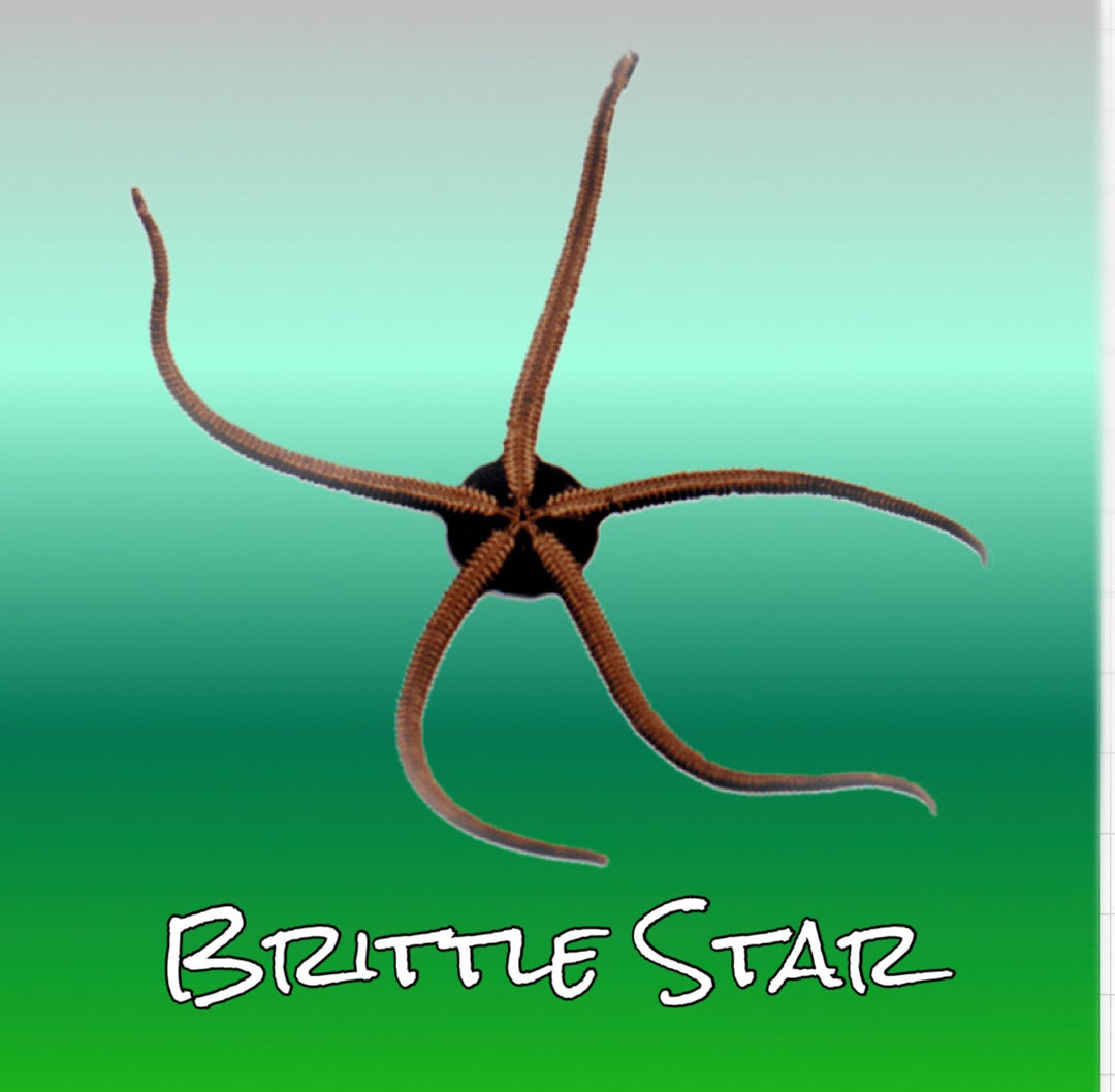 Brittle Starfish Specimen With No Jar Nautical Fish Ocean Etsy