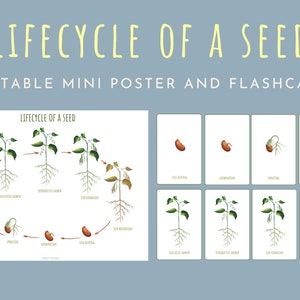 Printable seed life cycle mini poster Montessori nature flashcards Toddler learning resources Plant study classroom decor and flashcards