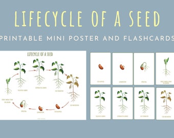 Afdrukbare miniposter van de zaadlevenscyclus Montessori-natuurflitskaarten Leermiddelen voor peuters Plantenstudie klaslokaalinrichting en flitskaarten