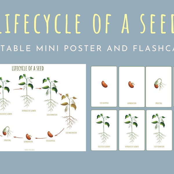 Printable seed life cycle mini poster Montessori nature flashcards Toddler learning resources Plant study classroom decor and flashcards