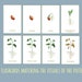 Printable Seed Life Cycle Mini Poster Montessori Nature Flashcards ...