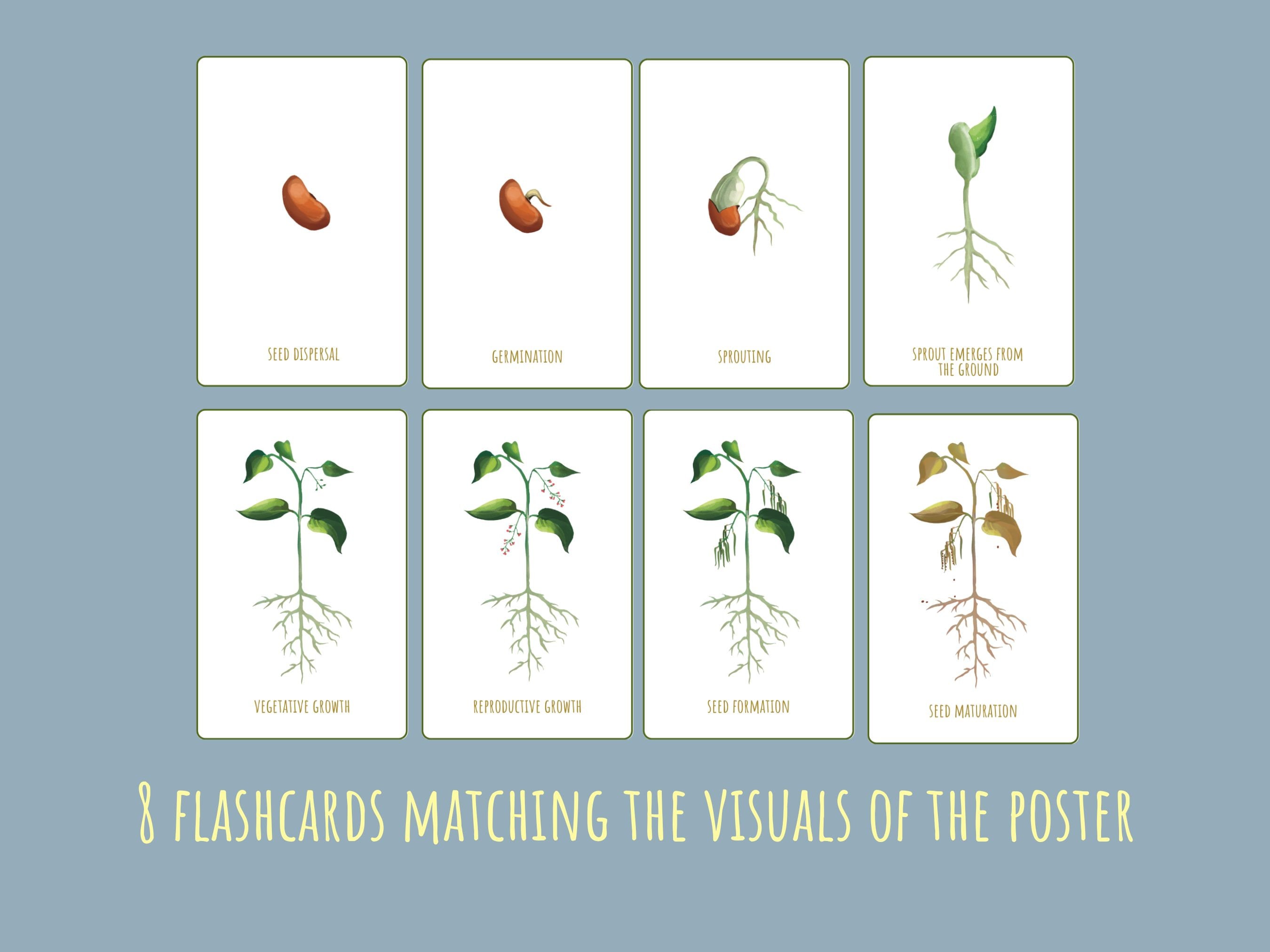 Printable Seed Life Cycle Mini Poster Montessori Nature Flashcards ...