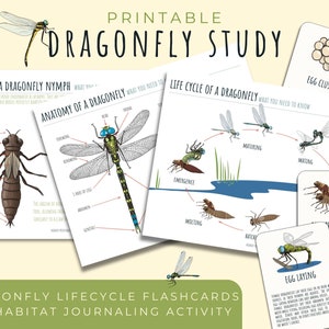 Dragonfly Unit Study: Anatomy, Lifecycle, Habitat (PDF Download)