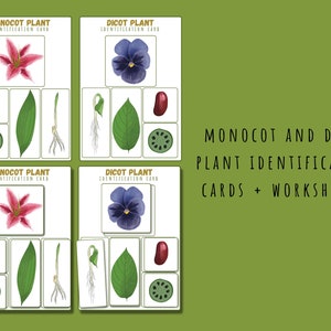 Printable Seed Unit Study, Homeschool Nature Bundle, Montessori Nature ...