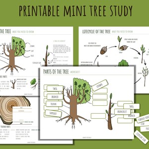 May include: Printable worksheet for learning about the parts of a tree. The worksheet includes a diagram of a tree with labels for the crown, twig, branch, trunk, and taproot. There are also labels for the leaf, fruit, and stipular scar.