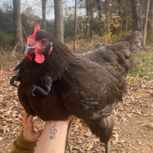 A chicken with (fake) human arms. : r/funny