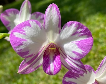 Dendrobium Enobi Purple ‘Splash’ (3.5” pot)