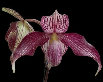 Paph. Wössner Vietnam Star (3.5” pot)