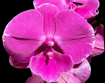In Spikes Phalaenopsis Miki Chilli ‘Splash’ Large Flowers (4.5" pot)