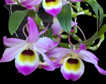 Fragrant - Dendrobium findlayanum v. oculatum x sib (3.5” pot)