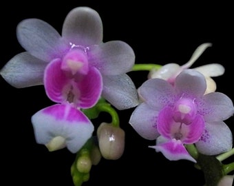 Mini Kingidium deliciosum  ( Phalaenopsis deliciosa) (3” pot)