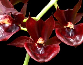 Double Spikes Catasetum Mark's Red Hermosa (3.5” pot)