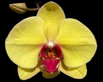 In Spike Phalaenopsis I-Hsin Sun Pie (4.5" pot)