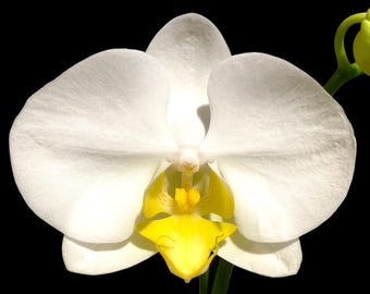［洋蘭原種］Phal. celebensis yellow Phalaenopsis Celebensis Species Orchid - Etsy